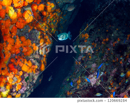 Iboyagi 魚群和 Solas 雀鯛、Oyabitcha、石垣河豚等魚群 伊豆半島加茂郡南伊豆町 Nakagi Hirizohama Iboyagi 魚群和 Solas 雀鯛、Oyabitcha、石垣河豚等魚群 伊豆半島加茂郡南伊豆町 Nakagi Hirizohama 120669284