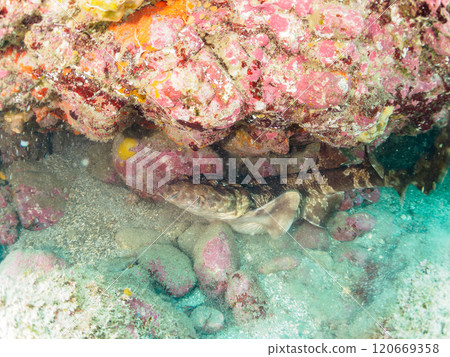 A large beautiful giant sea bass (Family: Ophiopogonidae) sleeping in an underwater cave. Nakagi Hirizo Beach, Minamiizu-cho, Kamo-gun, Izu Peninsula, Shizuoka Prefecture, 2024 120669358