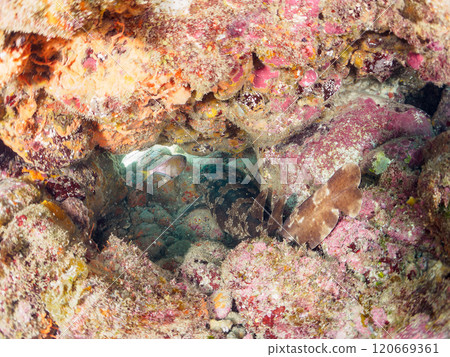 一種巨大而美麗的巨型海蝸牛（Oscatidae），睡在水下洞穴中。靜岡縣伊豆半島加茂郡南伊豆町中木広濱2024 120669361