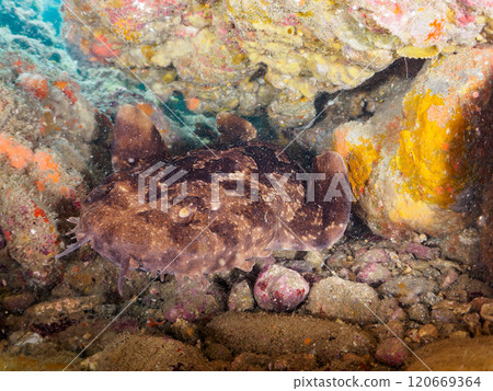 一種巨大而美麗的巨型海蝸牛(Oscatidae),睡在水下洞穴中。靜岡縣伊豆半島加茂郡南伊豆町中木広濱2024 一種巨大而美麗的巨型海蝸牛(Oscatidae),睡在水下洞穴中。靜岡縣伊豆半島加茂郡南伊豆町中木広濱2024 120669364