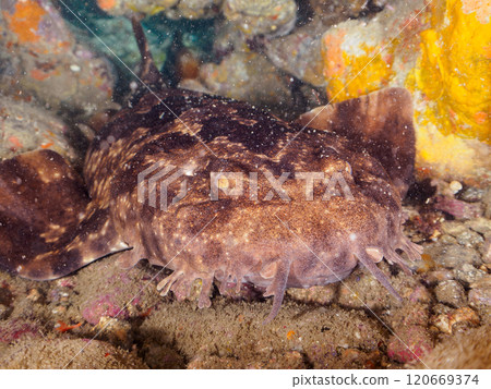 A large beautiful giant sea bass (Family: Ophiopogonidae) sleeping in an underwater cave. Nakagi Hirizo Beach, Minamiizu-cho, Kamo-gun, Izu Peninsula, Shizuoka Prefecture, 2024 120669374