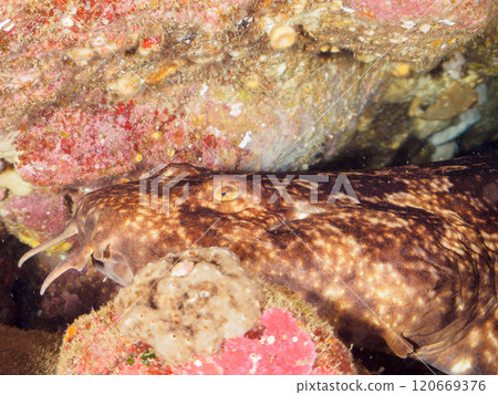 一種巨大而美麗的巨型海蝸牛(Oscatidae),睡在水下洞穴中。靜岡縣伊豆半島加茂郡南伊豆町中木広濱2024 一種巨大而美麗的巨型海蝸牛(Oscatidae),睡在水下洞穴中。靜岡縣伊豆半島加茂郡南伊豆町中木広濱2024 120669376