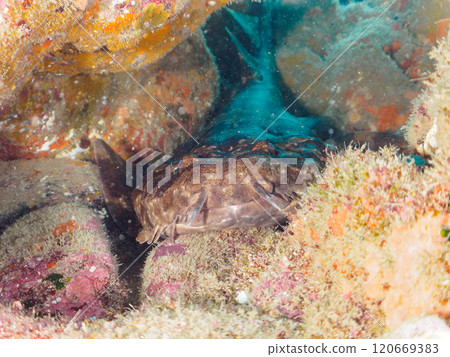 一種巨大而美麗的巨型海蝸牛(Oscatidae),睡在水下洞穴中。靜岡縣伊豆半島加茂郡南伊豆町中木広濱2024 一種巨大而美麗的巨型海蝸牛(Oscatidae),睡在水下洞穴中。靜岡縣伊豆半島加茂郡南伊豆町中木広濱2024 120669383