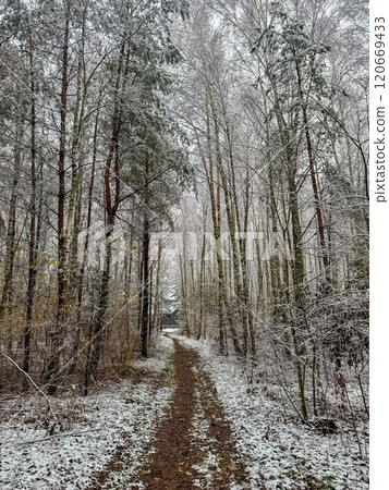 snowy forest path leading to a secluded house in winter wonderland. High quality photo snowy forest path leading to a secluded house in winter wonderland. High quality photo 120669433