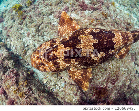 輕鬆游泳 美麗的大鯛魚（Oceae科） 靜岡縣伊豆半島加茂郡南伊豆町中木広浜 2024年 120669453