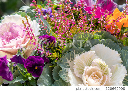 種植多葉的牡丹 120669908