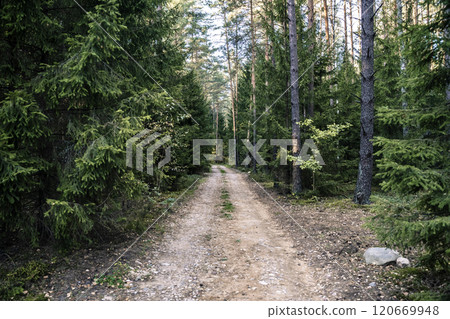 Forest dirt path. Forest and nature with empty road Forest dirt path. Forest and nature with empty road 120669948