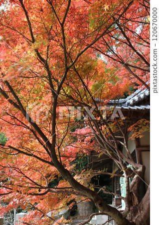 四國聖地第71號彌彌寺 120670000