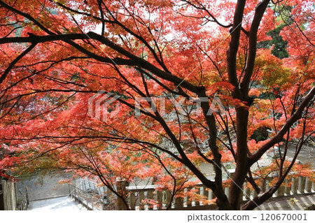 四國聖地第71號彌彌寺 120670001