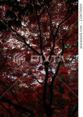 Shikoku Pilgrimage, No. 71, Yataniji Temple Shikoku Pilgrimage, No. 71, Yataniji Temple 120670004