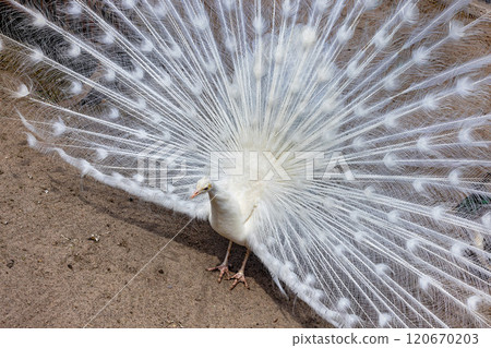 Majestic white peacock displays its stunning plumage in serene natural setting 120670203