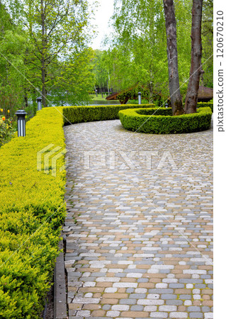 Curved stone pathway lined with vibrant green hedges in a serene garden setting 120670210