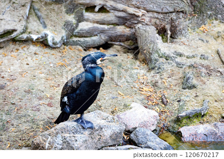 Cormorant perched by a serene lakeside in the early morning light Cormorant perched by a serene lakeside in the early morning light 120670217
