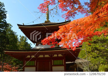 高野山紅葉之旅 120670230