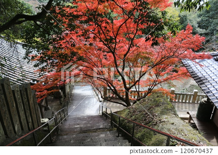 Shikoku Pilgrimage, No. 71, Yataniji Temple Shikoku Pilgrimage, No. 71, Yataniji Temple 120670437