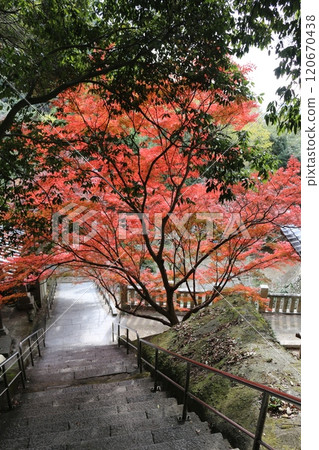 四國聖地第71號彌彌寺 120670438