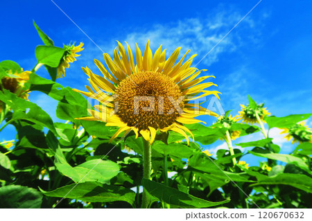 東京清瀨市清瀨向日葵節上向日葵盛開的景色（攝於2024年） 120670632