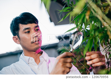 Marijuana researcher Asian man using magnifying glass look at cannabis sativa hemp plants in cannabis farms, Examining plants with magnifying, herbal medicine 120670956