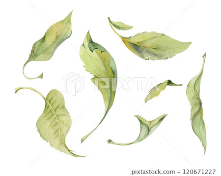 Green leaves of flower, bush tree foliage hand drawn in watercolor, lilac poplar elm pear apple cherry. Isolated botanical illustration set. Wedding, florist shop, scrapbooking, decoupage, cosmetics 120671227