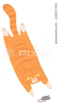 Cat catching mouse. Playful predator. Funny pet Cat catching mouse. Playful predator. Funny pet 120671330