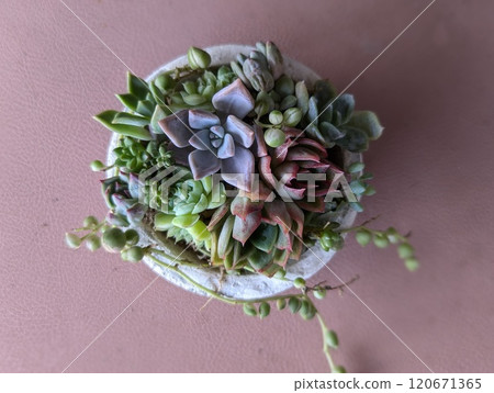 多汁植物 多汁植物 120671365