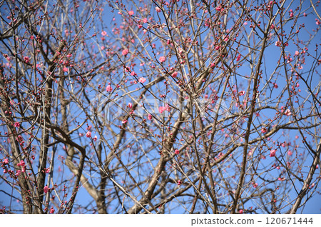 冬天櫻花樹 120671444