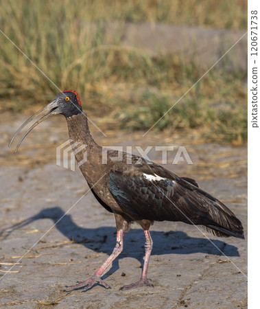 Wild Red naped ibis or Indian black ibis or Pseudibis papillosa bird closeup or portrait with open bill at keoladeo national park bharatpur bird sanctuary sanctuary rajasthan india asia 120671738