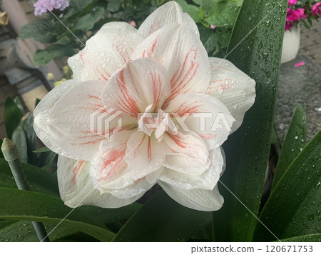 Pink flowers blooming in the southern country 120671753