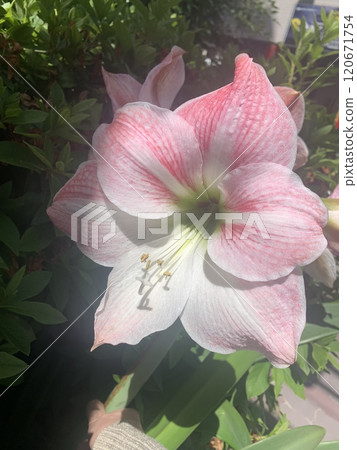 Red and white amaryllis Red and white amaryllis 120671754