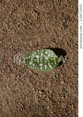Green pulmonaria leaf on ground, vertical from above view closeup shot Green pulmonaria leaf on ground, vertical from above view closeup shot 120672001