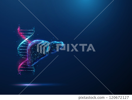 Abstract blue and purple DNA molecule helix and human liver. Genetic biotechnology engineering concept. Low poly futuristic technology digital style 120672127