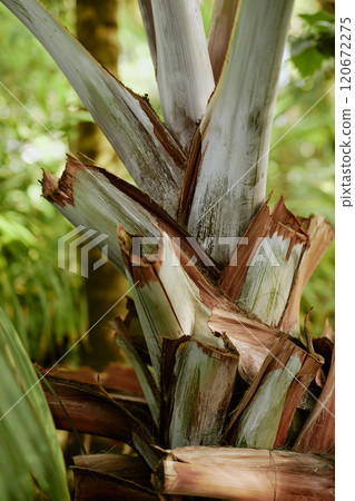 Vertical no people closeup shot of part of Bismarckia palm growing in botanical garden Vertical no people closeup shot of part of Bismarckia palm growing in botanical garden 120672275