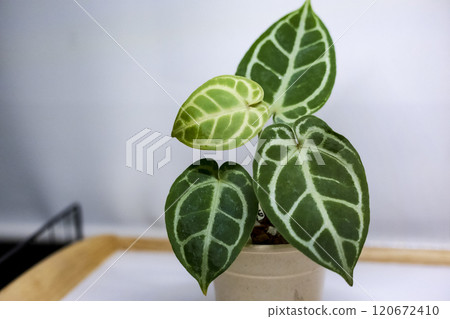 Araceae Anthurium Hybrid King of Spades Red Crystallinum 120672410