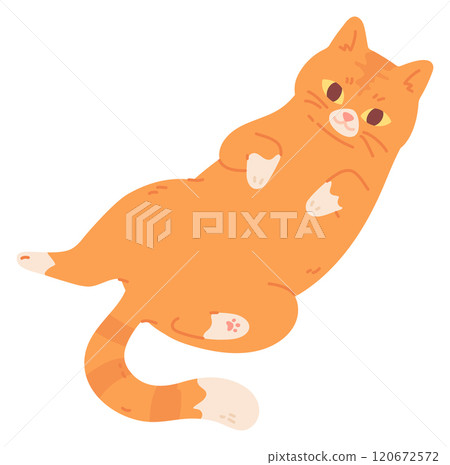 Happy cat laying in comfort. Cozy home pet 120672572