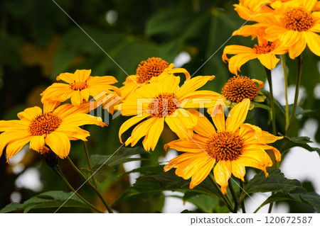 Emperor Sunflower 03 Emperor Sunflower 03 120672587