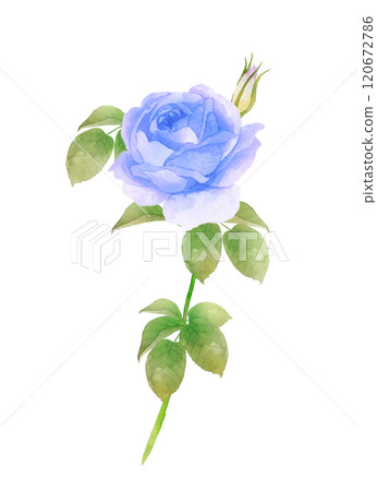 一朵藍玫瑰的水彩畫，白色背景 120672786