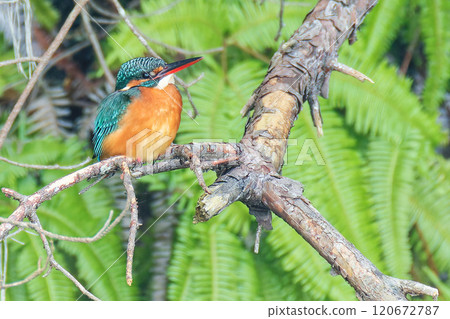 雌翠鳥棲息在樹枝上 120672787
