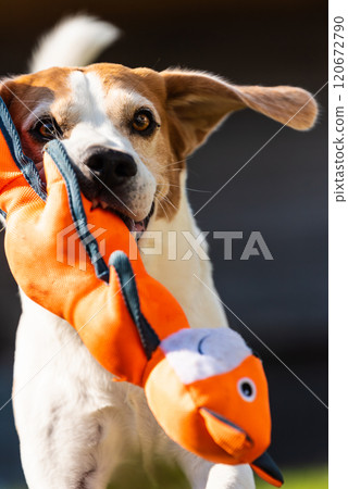 Beagle dog run with toy towards camera 120672790
