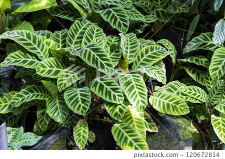 Calathea, Calathea Calathea, Calathea 120672814