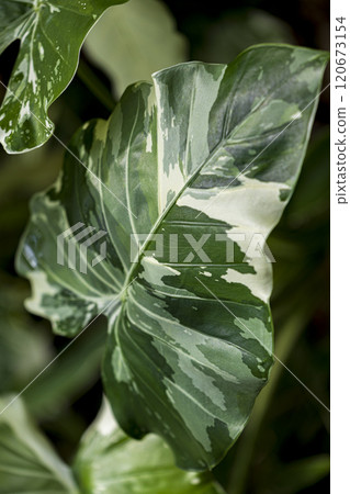 Camouflage-patterned variegated alocasia odora variegata 120673154