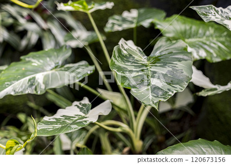 Camouflage-patterned variegated alocasia odora variegata Camouflage-patterned variegated alocasia odora variegata 120673156