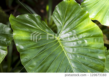 Camouflage-patterned variegated alocasia odora variegata 120673160