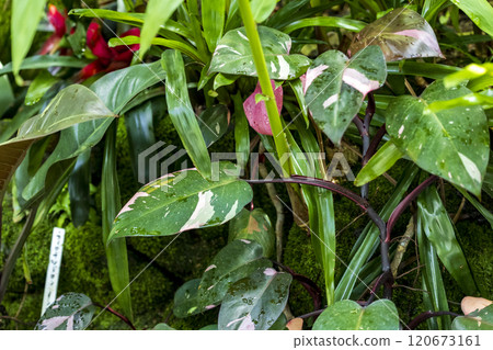 Lots of houseplants 120673161