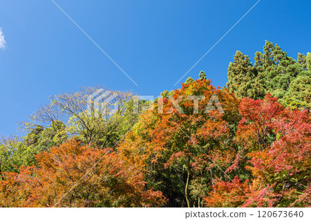 鞍馬深秋山林景觀，樹木變色，京都市 120673640