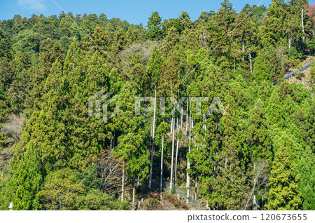 Kurama Coniferous Forest, Kyoto City 120673655