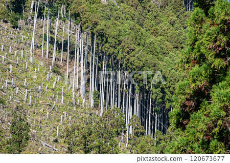 Kurama Coniferous Forest, Kyoto City Kurama Coniferous Forest, Kyoto City 120673677