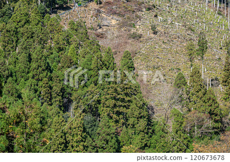 Kurama Coniferous Forest, Kyoto City Kurama Coniferous Forest, Kyoto City 120673678