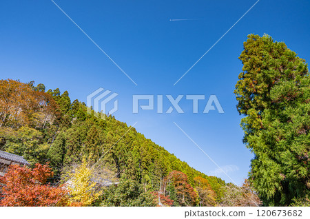 Late autumn forest scenery of Kurama, Kyoto City 120673682
