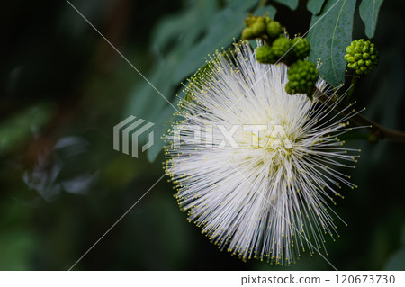 卡蓮德拉 02 120673730