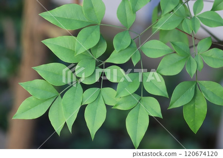 秋季花園中種植的南天竹樹的綠葉 120674120